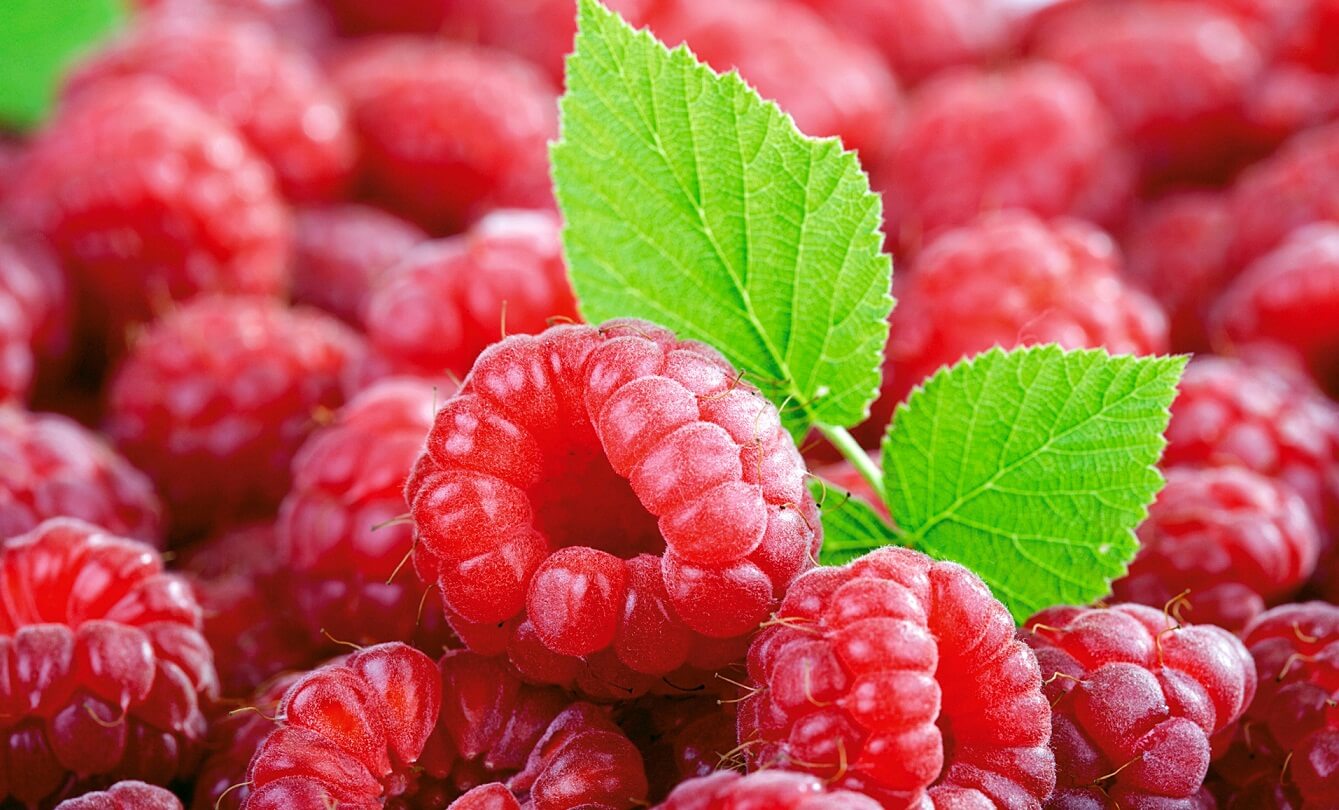 Red Raspberry Benefits •